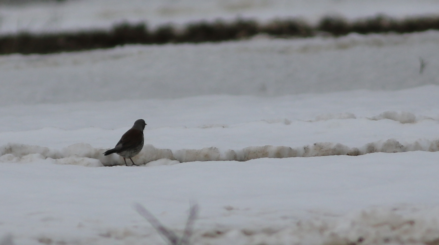 Fieldfare